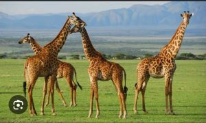 giraffes at Serengeti national park